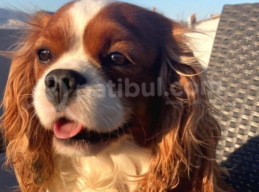 Cavalier Yavrular Şehirdışı Gönderilir görsel