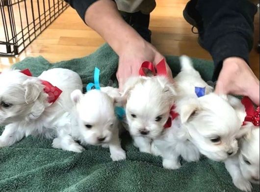 Teacup Maltese Terrier Bebekler
