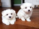 Teacup Maltese Terrier Bebekler