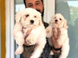 Hiç Büyümeyen Bembeyaz Maltese Terrier