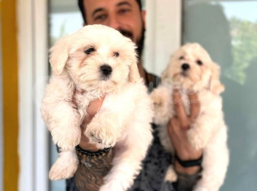 Hiç Büyümeyen Bembeyaz Maltese Terrier görsel