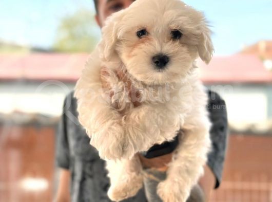 Hiç Büyümeyen Bembeyaz Maltese Terrier görsel