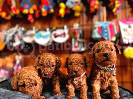 Secereli Toy Poodle Yavrularımız