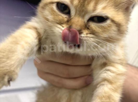 Aslan Renginde Scottish Fold Golden Dişi