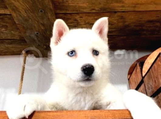 Kari̇zmati̇k Husky Sibirya Kurdu Yavrularimiz görsel