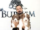 DUNYANİN EN ZEKİ IRKI kIZIL BORDER COLLIE