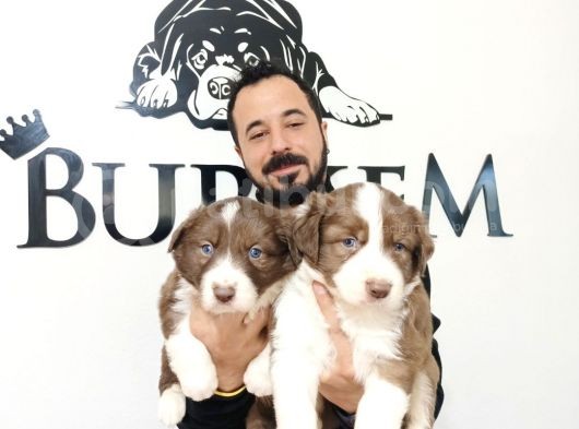 Dunyani̇n En Zeki̇ Irki Kizil Border Collie