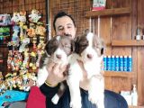 Dunyani̇n En Zeki̇ Irki Kizil Border Collie