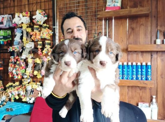 Dunyani̇n En Zeki̇ Irki Kizil Border Collie görsel