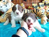Dunyani̇n En Zeki̇ Irki Kizil Border Collie