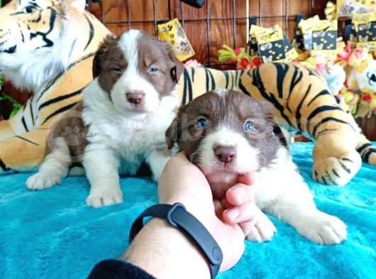 Dunyani̇n En Zeki̇ Irki Kizil Border Collie görsel