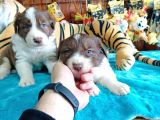 Dunyani̇n En Zeki̇ Irki Kizil Border Collie
