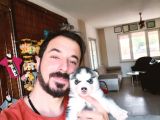 KARİZMATİK HUSKY Sibirya kurdu YAVRULARIMIZ