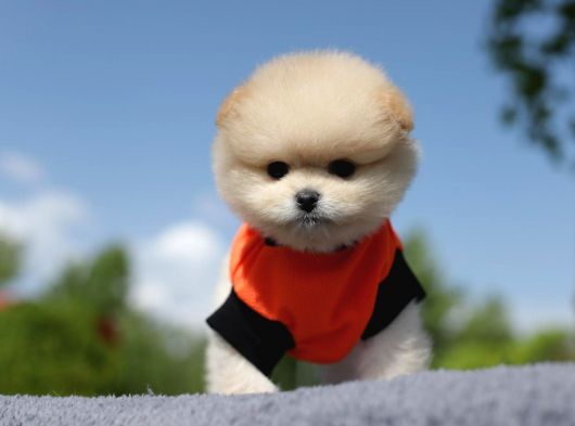 Teacup Pomeranian Boo Dişi Yavru görsel