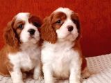 Cavalier Yavrular Şehirdışı Gönderilir