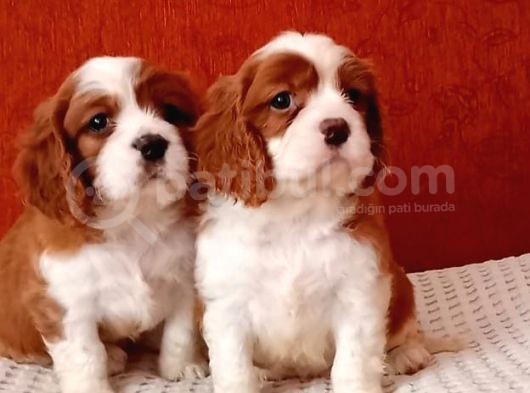 Cavalier Yavrular Şehirdışı Gönderilir görsel