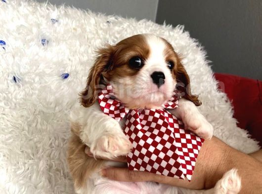 Cavalier Yavrular Şehirdışı Gönderilir görsel