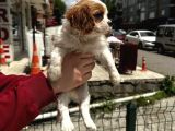 Cavalier Yavrular Şehirdışı Gönderilir