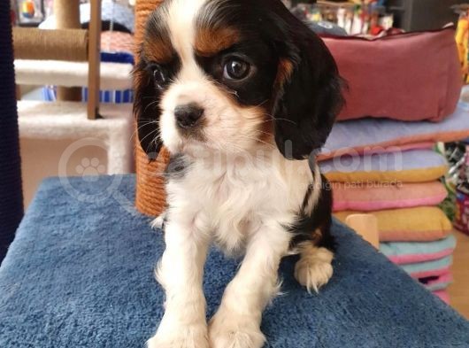 Cavalier Yavrular Şehirdışı Gönderilir görsel