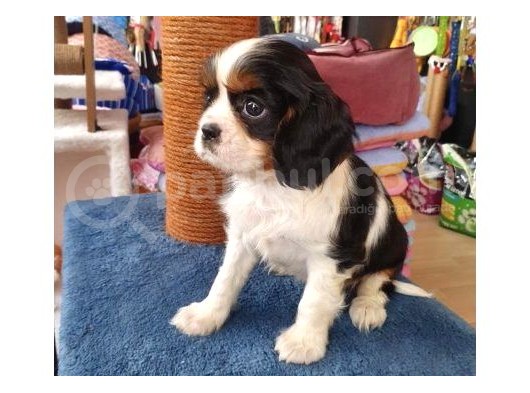 Cavalier Yavrular Şehirdışı Gönderilir görsel