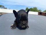 French Bull Dog Yavruları Mama Ve Malzeme Kanpanli
