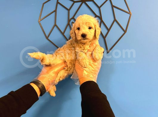 Sevi̇mli̇ Malti̇poo Bebekler görsel