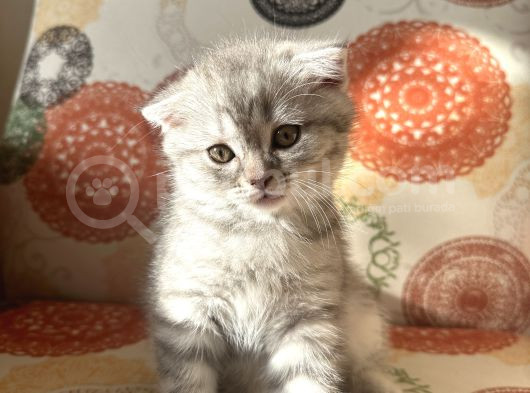 Sağlıklı Oyuncu Scottish Fold Ve British görsel