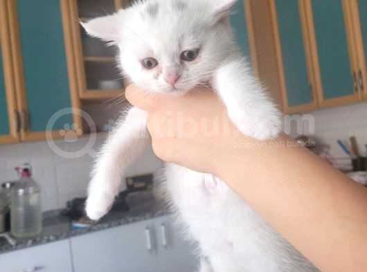 Bi̇color Çok Tatli Scotti̇sh Strai̇ght Yavrularim görsel