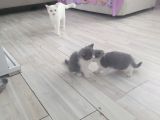 Bi̇color Çok Tatli Scotti̇sh Strai̇ght Yavrularim