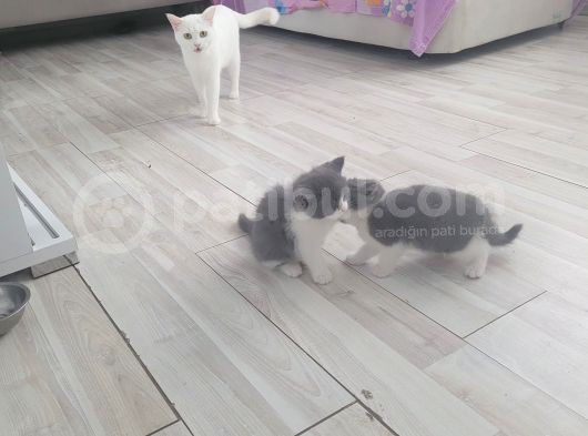 Bi̇color Çok Tatli Scotti̇sh Strai̇ght Yavrularim görsel