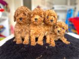 Tooy poodle cinsi yavrular DİŞİ erkek mevcuttur 
