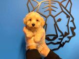 Irk Garanti̇li̇ Malti̇poo Yavrularimiz