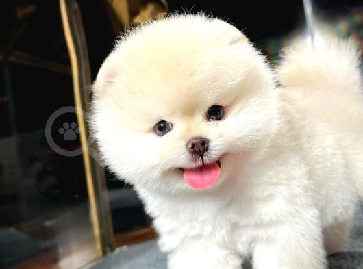 Mükemmel Güzellikte Pomeranian Boo Yavrular görsel