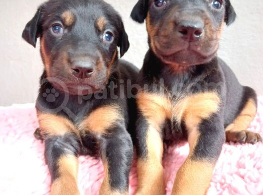 Sağlıklı Doberman Yavrularımız görsel