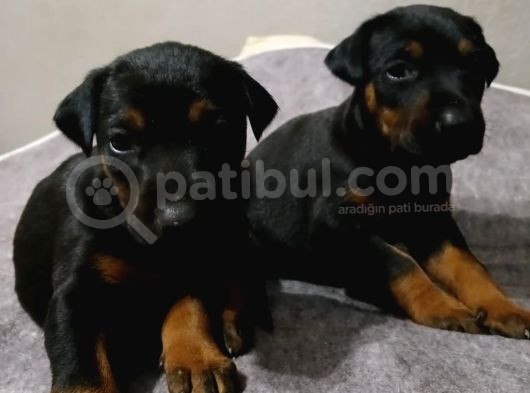 Sağlıklı Doberman Yavrularımız