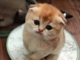 Efsane Güzelli̇kte Ki̇ Yavrularimiz Vonalp Pet Güvencesi̇yle