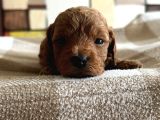 Rezerveye Açık Poodle Bebeklerimiz Ev Doğumu