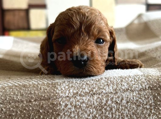 Rezerveye Açık Poodle Bebeklerimiz Ev Doğumu görsel
