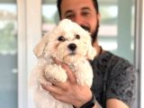 Hiç Büyümeyen Bembeyaz Maltese Terrier