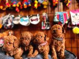Secereli toy poodle yavrularımız