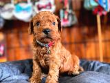 Secereli Toy Poodle Yavrularımız
