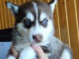 Kari̇zmati̇k Yakışıklı Husky Yavrularimiz
