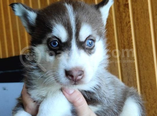 Kari̇zmati̇k Yakışıklı Husky Yavrularimiz görsel