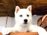 Kari̇zmati̇k Yakışıklı Husky Yavrularimiz