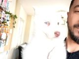Kari̇zmati̇k Yakışıklı Husky Yavrularimiz