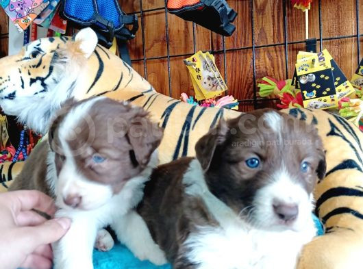 Dunyani̇n En Zeki̇ Irki Kizil Border Collie görsel