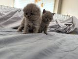 Scottish Fold Longhair Gri Renk Yavru