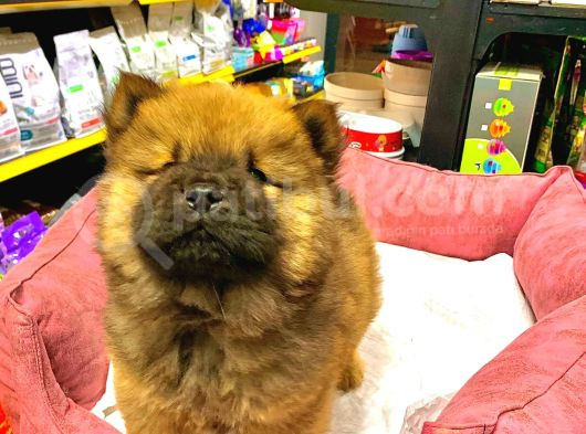 Safkan Çi̇n Aslani Erkek Chow Chow görsel