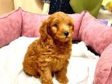 Orji̇nal Kizil Renk Malti̇poo Yavrularimiz