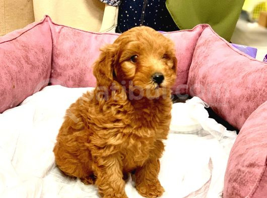 Orji̇nal Kizil Renk Malti̇poo Yavrularimiz görsel